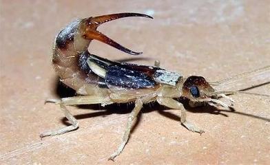 家里有虫子风水原因