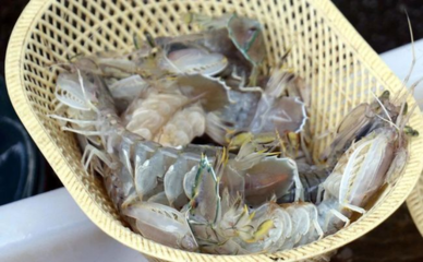 咳嗽能吃海鲜