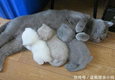 猫咪怀孕一个月