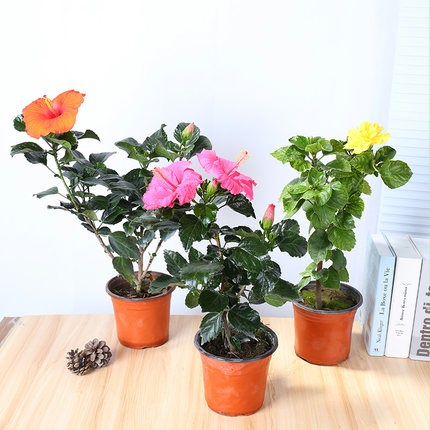 木槿花能在室内养吗