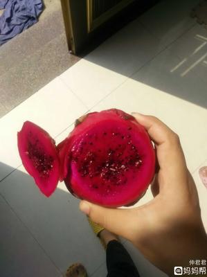 一岁宝宝可以吃红心火龙果吗