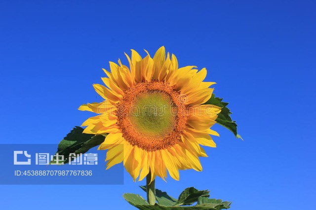 向日葵逆天Sunflower against the sky图片素材-快剪辑