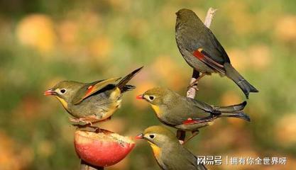 出门鸟屎拉身上寓意