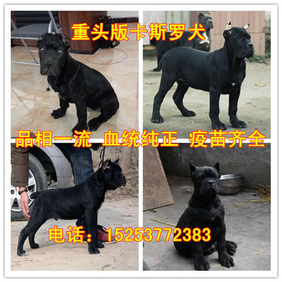 黑色比特犬价格多少