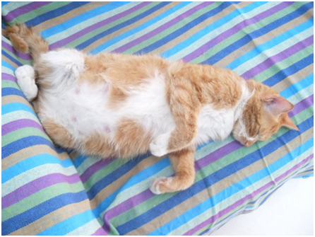 母猫怀孕