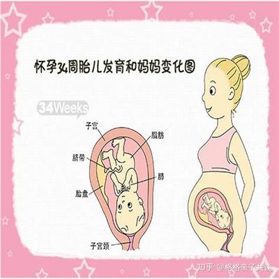 怀孕36周是几个月