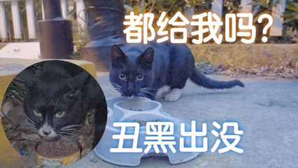做梦梦到流浪猫