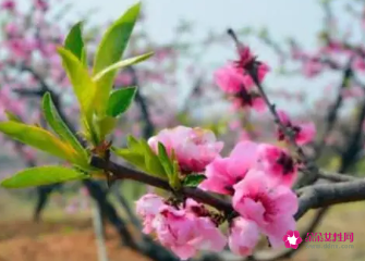 孕妇梦见桃树开花