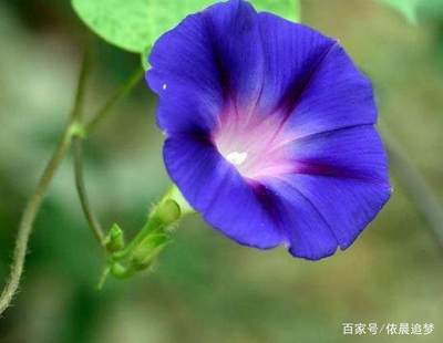 花代表什么生肖
