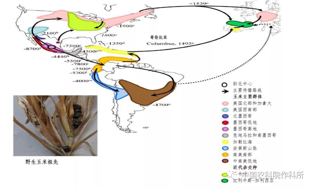玉米的种植历史与传播路径探讨
