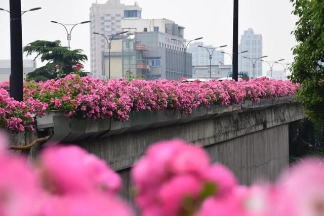 月季花怎么写有感而发