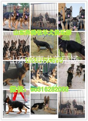 德国牧羊犬起名字大全
