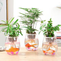 室内植物有哪些好养
