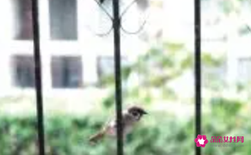 小鸟飞来阳台的寓意