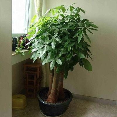 家里养发财树好吗