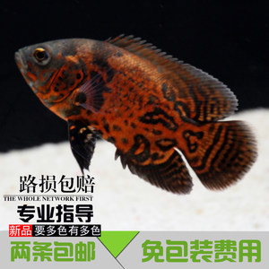 龍魚常見疾病有哪些圖片大全（龍魚常見疾病有哪些圖片大全及癥狀）