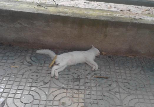 孕妇梦到死猫