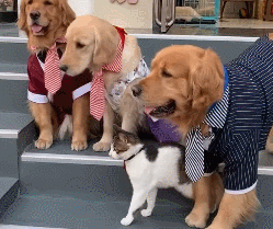 狗狗 一起养 宠物