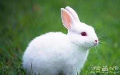 怀孕了可以吃兔肉吗