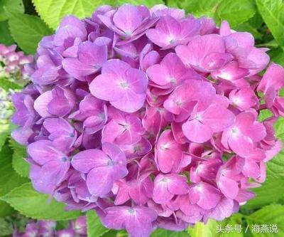 花代表什么生肖