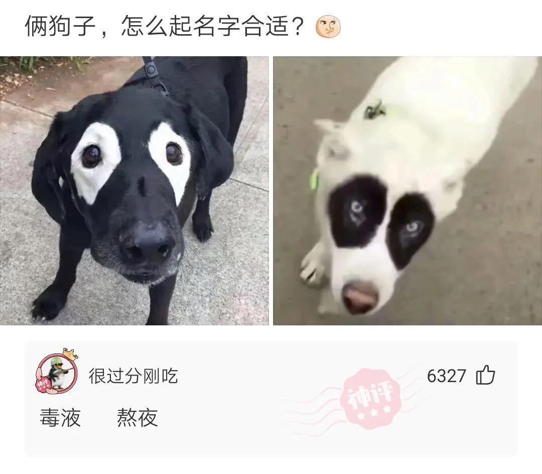 黑狗起名字