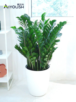 室内盆栽植物图片