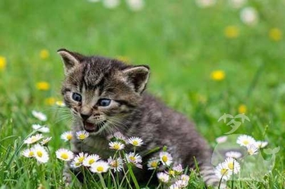 孕妇梦到死猫