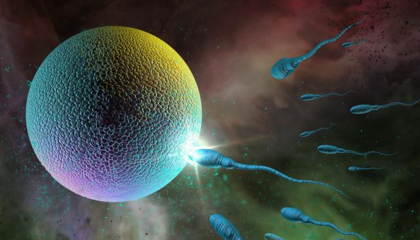 卵泡多大才能怀孕
