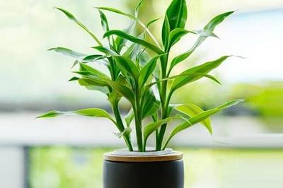 五行缺木养什么植物