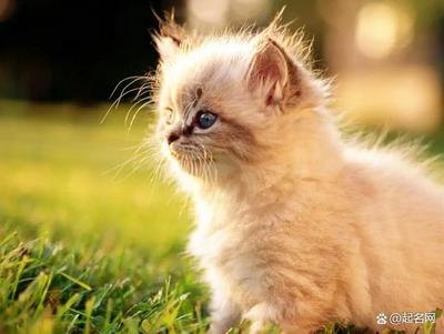 好听的猫名字