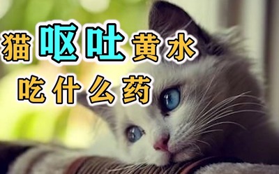 猫老吐是怎么回事