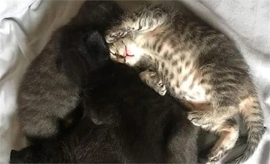 猫怀孕了