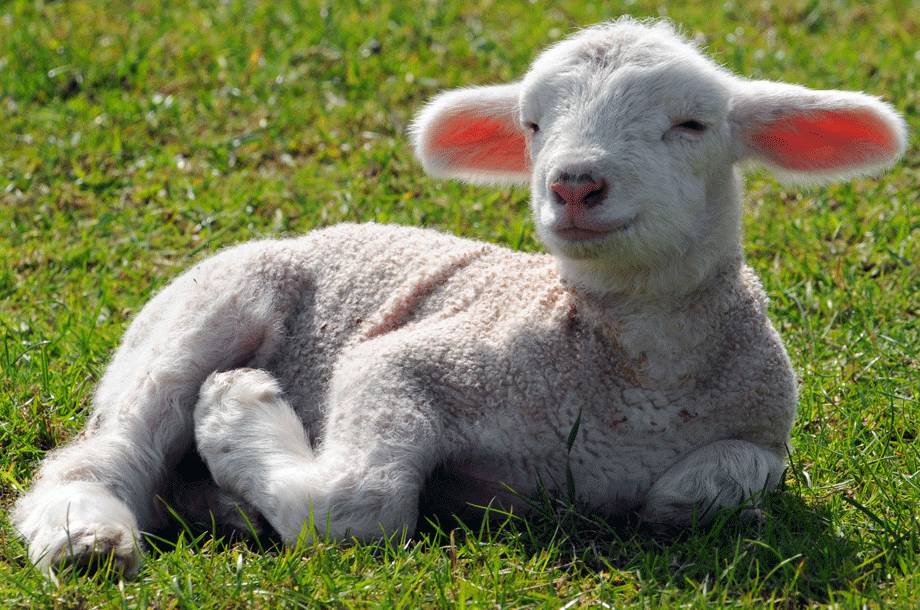lamb和sheep发音区别