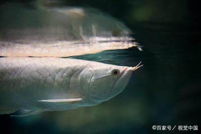 潞西市朋聚水族館（潞西市朋聚水族館經(jīng)營(yíng)產(chǎn)品：觀賞魚、魚缸零售） 全國(guó)觀賞魚市場(chǎng) 第2張