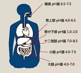 尿毒症透析无尿每天喝多少水