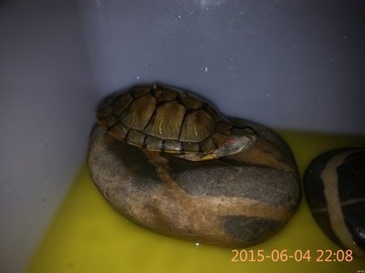 巴西龟一天睡多少小时
