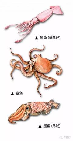 乌贼和章鱼的区别