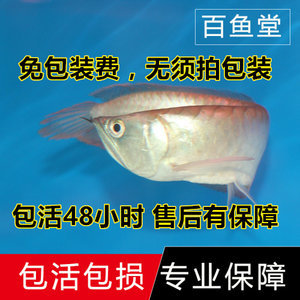 魚缸養(yǎng)魚教學(xué)視頻（魚缸養(yǎng)魚步驟）