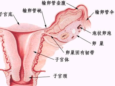 宫颈肿瘤怎么治疗