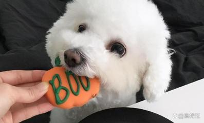 比熊狗狗每天吃蔬菜