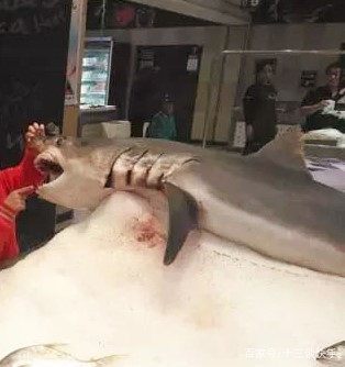 卖鲨鱼犯法吗