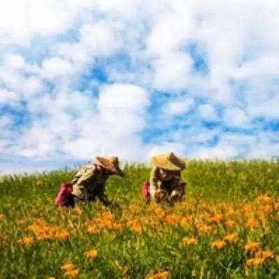 孕妇梦见白花