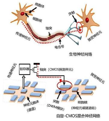 什么是电子接受体