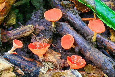 mushroom和toadstool发音区别