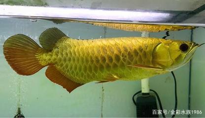 金華觀賞魚養(yǎng)殖基地地址查詢網（金華觀賞魚養(yǎng)殖基地地址查詢網站）