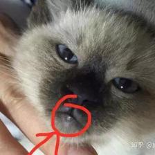 猫咪杯状病毒怎么治疗