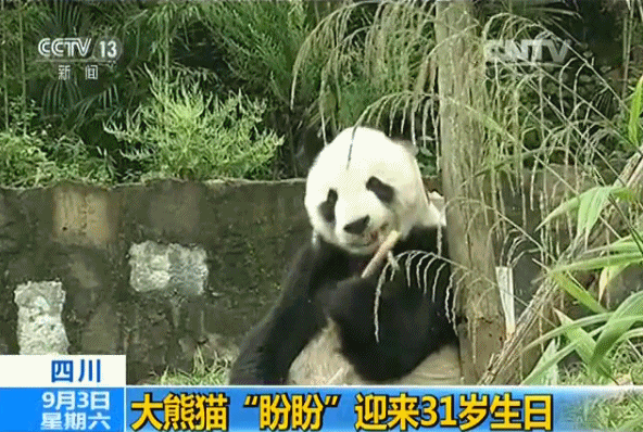 大熊猫活动