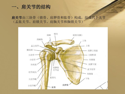 肱骨骨折算几级伤残