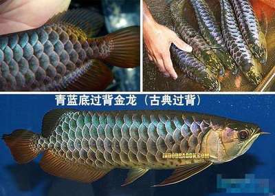 玻璃魚(yú)缸如何清洗干凈（玻璃魚(yú)缸如何清洗干凈視頻） 申古銀版魚(yú)