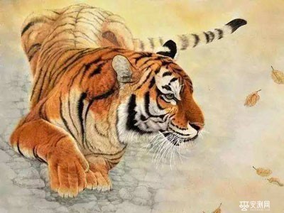 属虎的女人克夫吗